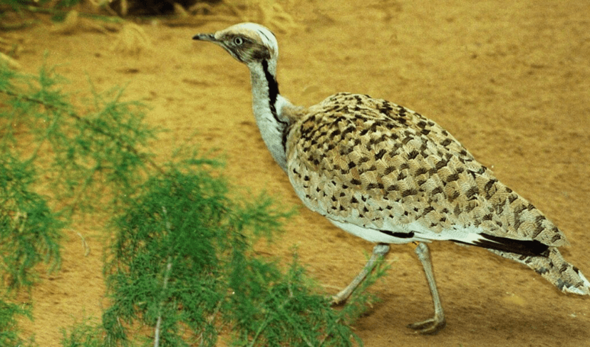 Indian Houbara Bustard in Pakistan