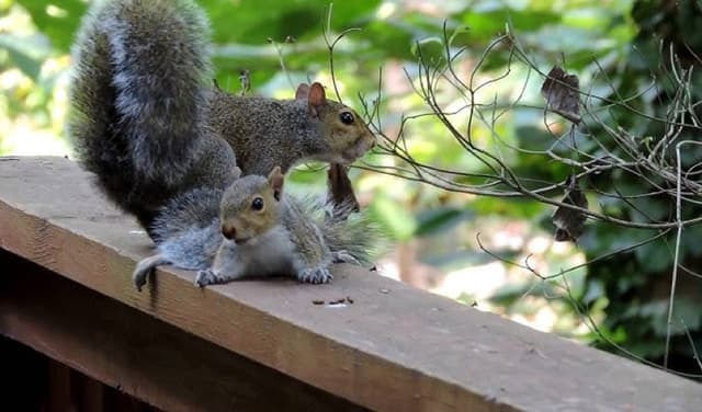 Dangerous squirrel causes alarm in California neighbourhood (Courtesy: Online)
