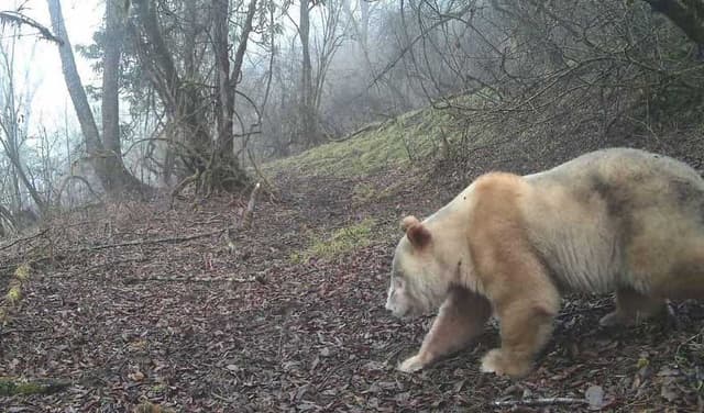 World's only albino panda video goes viral online (Courtesy: File)