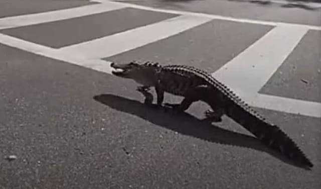 Seven-foot alligator seized on Florida highway (Courtesy: File)