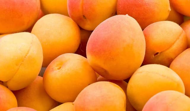 Apricots valued for nutrition, health benefits (Courtesy: File)