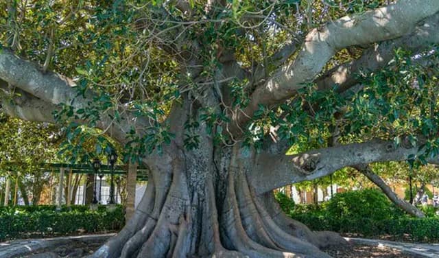Banyan Tree
