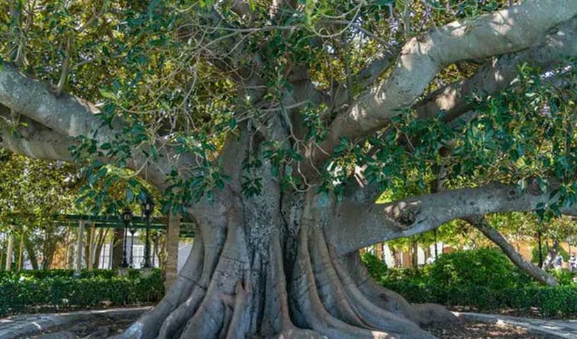 Banyan Tree