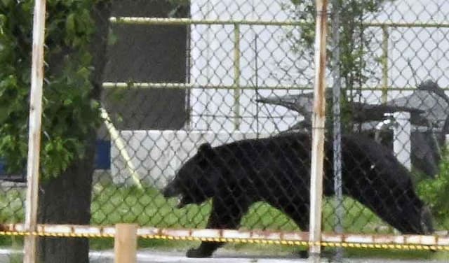 Japanese bear remains at large after hurting four people  (Courtesy: File)