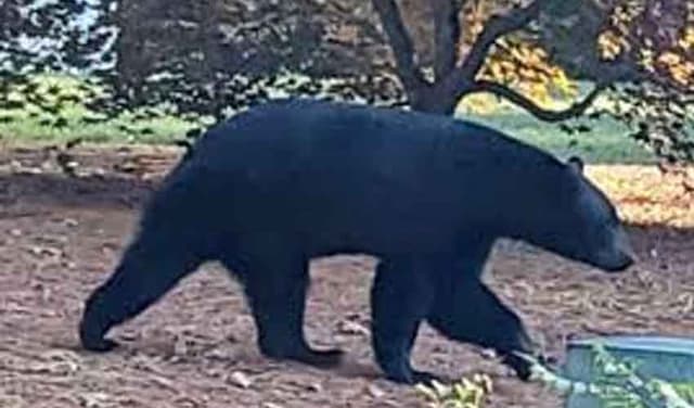 Young black bear spotted near schools in Massachusetts city (Courtesy: File)
