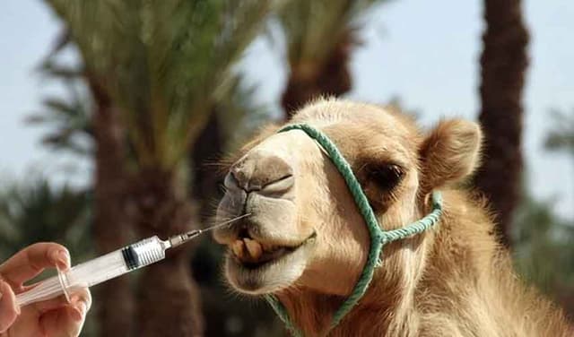 Camels-one
