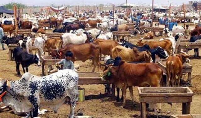 Cattle-market