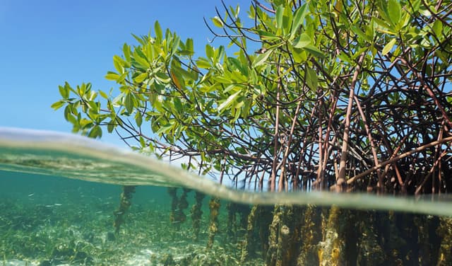 Climate-change-plants