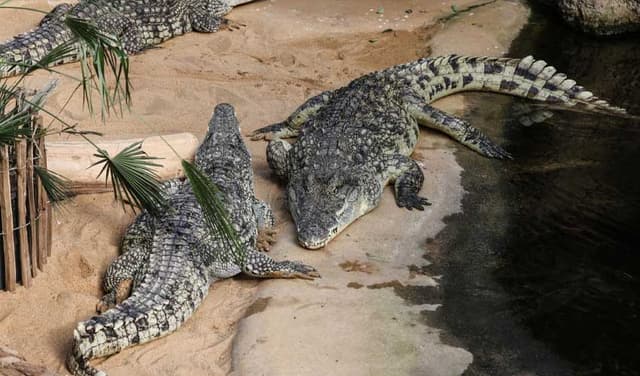 Israel's Ben-Gvir proposes crocodile-filled moats for Palestinian detainees (Courtesy: File)