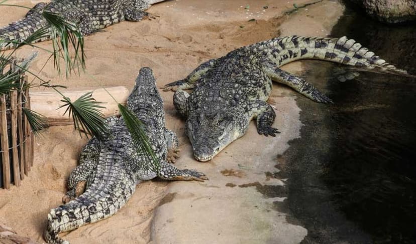 Israel's Ben-Gvir proposes crocodile-filled moats for Palestinian detainees (Courtesy: File)