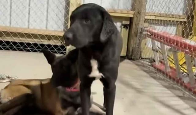 Dog-Weird-News