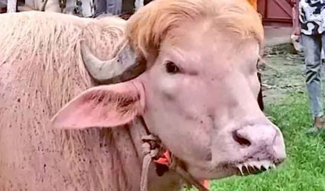 Albino buffaloes resembling Trump, Netanyahu draw crowds (Courtesy: File)