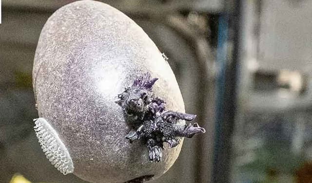 Astronaut’s ‘alien egg’ image sparks stir online, revealed to be potato (Courtesy: File)