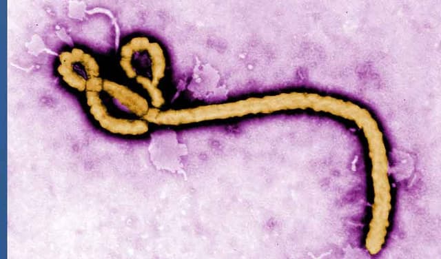 WHO reports 906 Ebola cases, 223 suspected deaths in Congo (Courtesy: File)