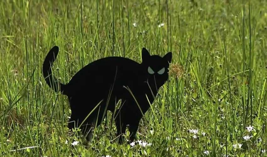 Fake cats placed near rare owls in Florida plots (File Photo)
