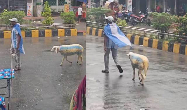 Football fan dyes sheep in Argentina kit colours (Courtesy: File)