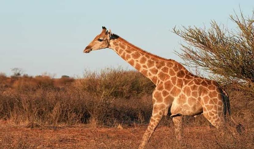 Giraffes able to estimate quantity: Study (Courtesy: File)