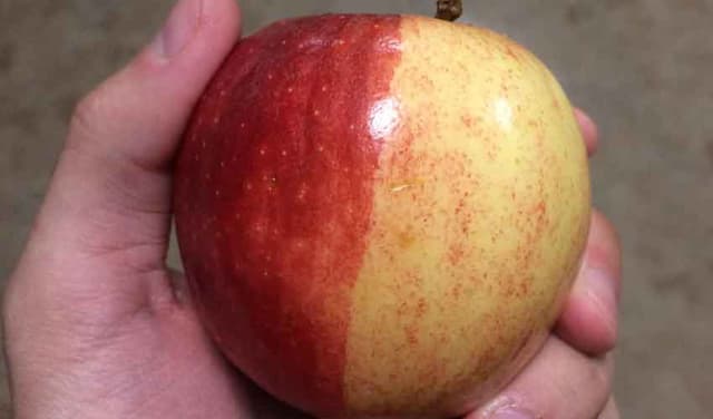 Crowds gather to view rare half-red, half-yellow apple (Courtesy: File)