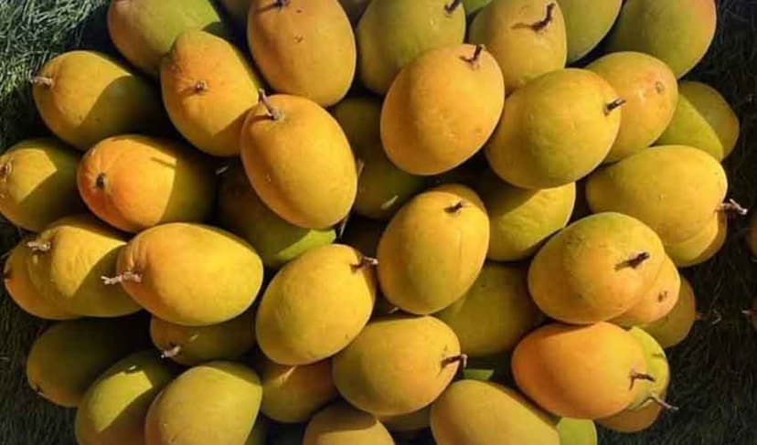 India’s Alphonso mango crop ruined