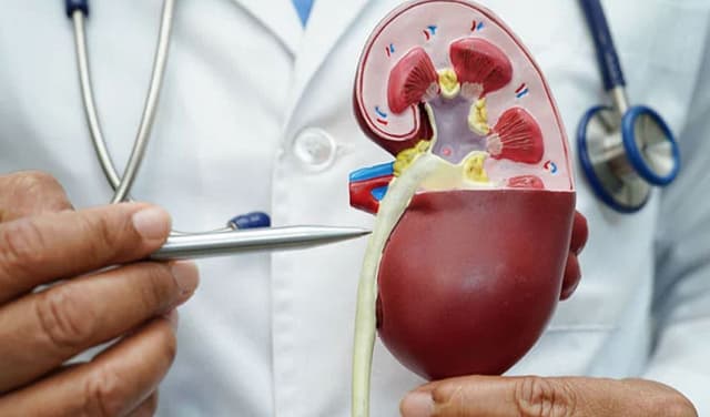 Kidney-health-summer