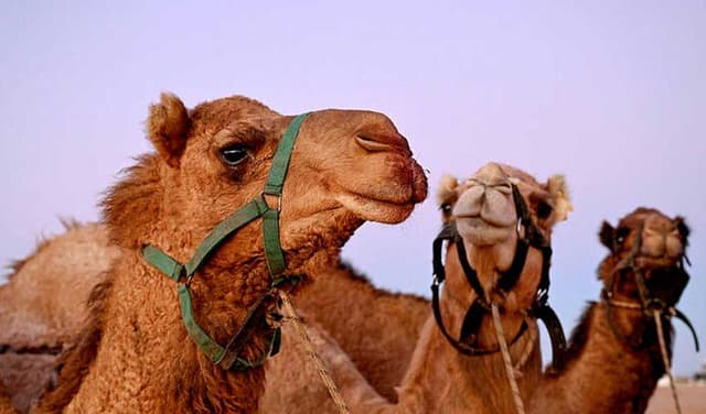 Camel Cup draws crowds in remote Australian town of Marree (Courtesy: File)