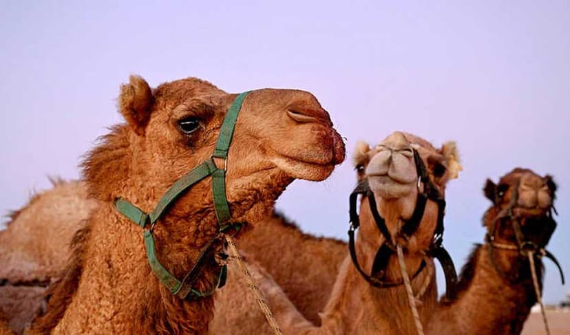 Camel Cup draws crowds in remote Australian town of Marree (Courtesy: File)