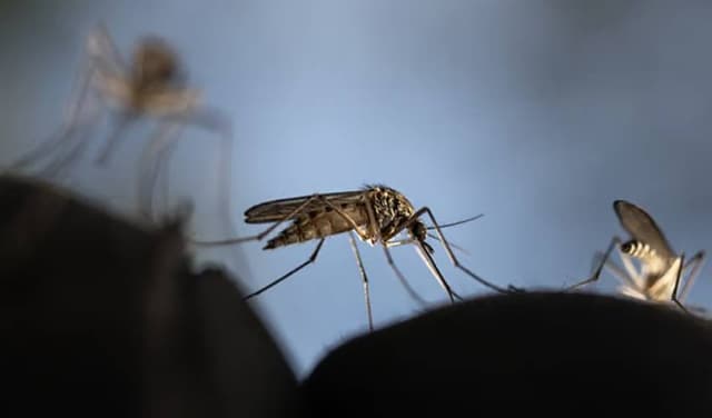 Mosquito bites