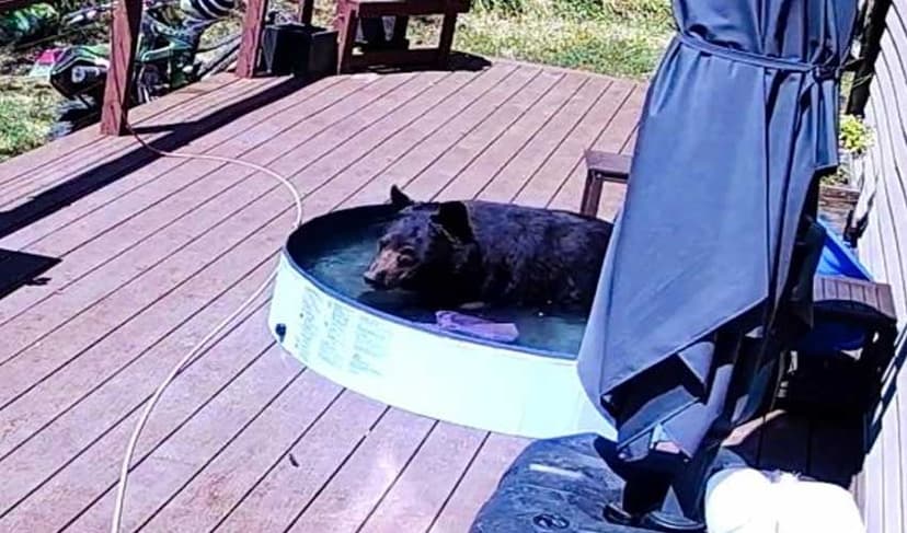 Bear troubled by heat cools off in children's paddling pool (Courtesy: File)