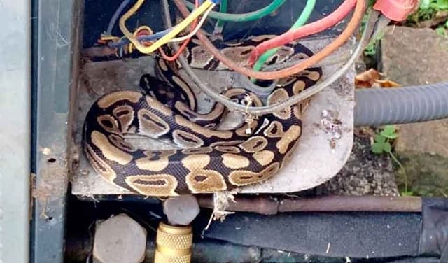 Python found perched on air-conditioning unit in Australia (Courtesy: File)