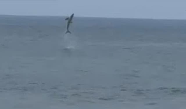 Great white shark leaps from sea near boogie boarder on California beach