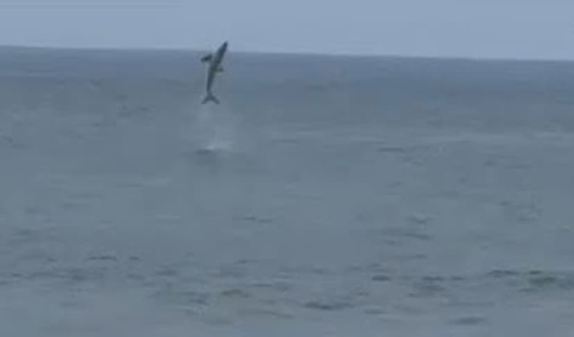 Great white shark leaps from sea near boogie boarder on California beach (Courtesy: File)