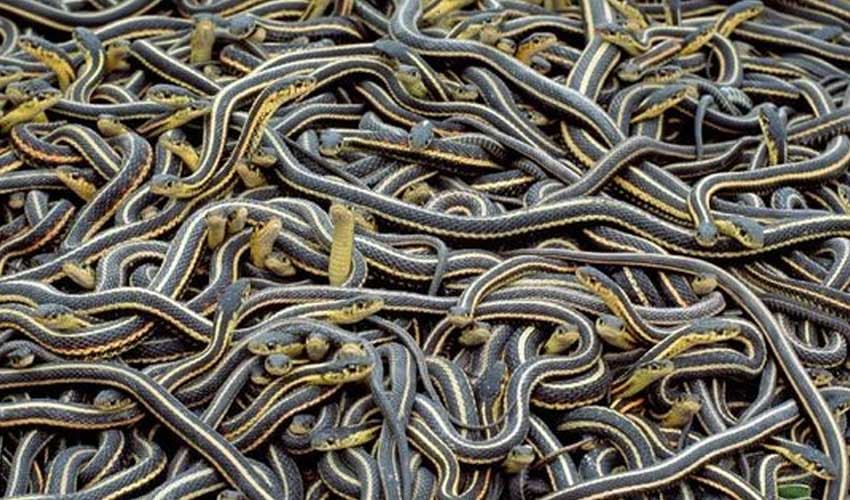 Nearly 900 snakes escape from farm after floods in China (Courtesy: File)