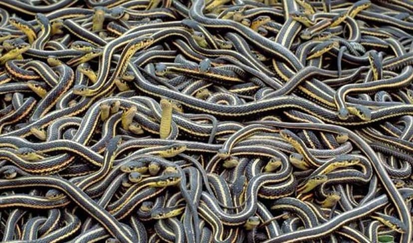 Nearly 900 snakes escape from farm after floods in China (Courtesy: File)