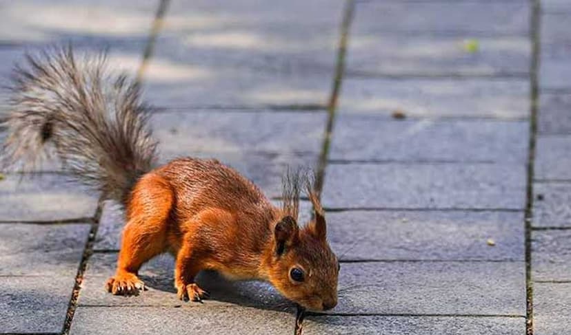 Study reveals California squirrels as ruthless predators (Courtesy: Online)