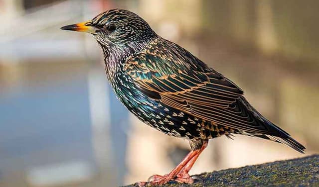 Urban birds more alarmed by women than men, research finds (Courtesy; File)