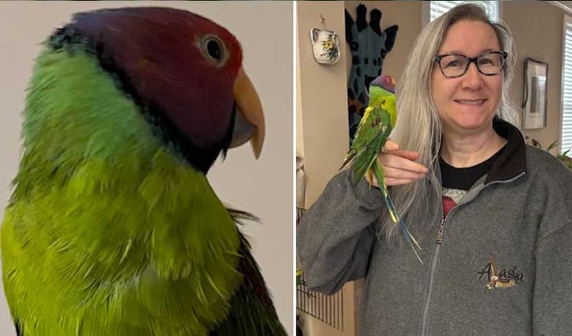 US parrot recognised as world's oldest living parrot at 32 years (Courtesy: Guinness World Records)