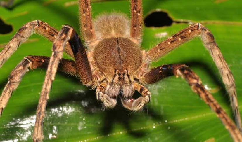 World's fastest spider can outrun most humans, scientists find (Courtesy: File)
