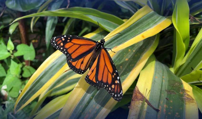 A monarch butterfly
