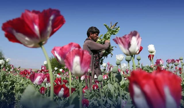 Afghanistan