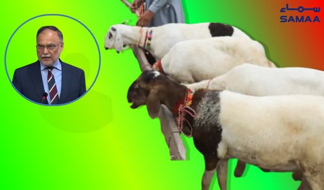 Livestock forms backbone of country's economy: Ahsan Iqbal (Courtesy: Samaa Digital - art work)