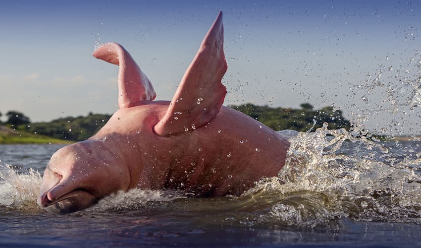 Amazon Pink Dolphins