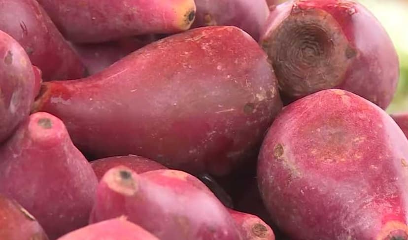 Pomegranate-like fruit becomes sought-after treasure in Punjab markets (Courtesy: File)