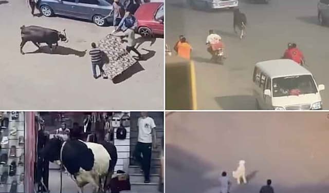 Sacrificial animals on road