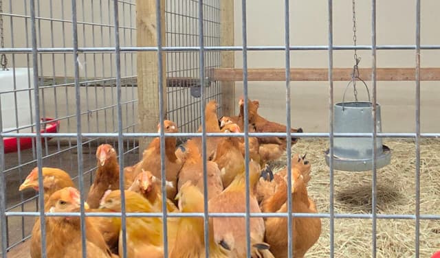 Americans turn to raising chickens as egg prices soar amidst Avian flu outbreak (Courtesy: Online)