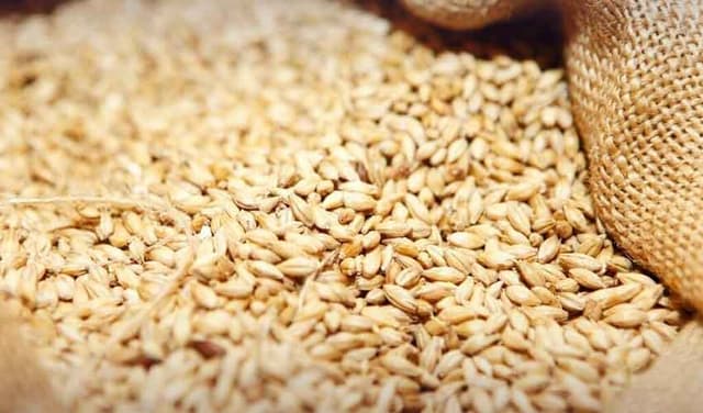 Wheat