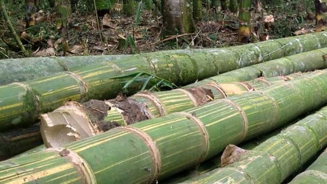 Bamboo emerged as natural source of health, healing (Courtesy: Online)