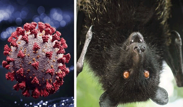 New coronavirus discovered in Brazilian bats shares similarities with MERS (Courtesy: Online)