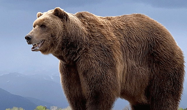 Bear gets trapped in car, destroys interior (Courtesy: File)