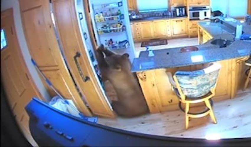 Bear raids fridge after breaking into cabin (Courtesy: Online)