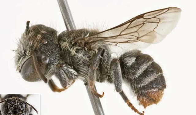 Scientists identify new ‘Lucifer’ bee in Western Australia (Courtesy: File)